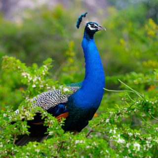 8 Nights / 9 Days Sri Lanka Tour Package